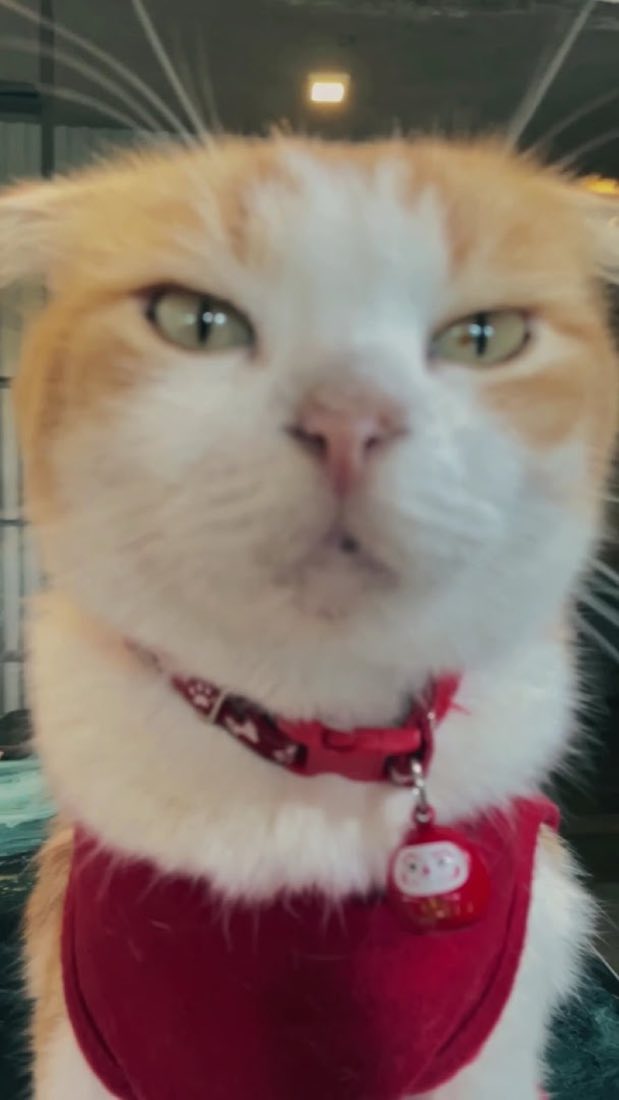 House cat · in uniform · regulars only